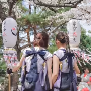 京都さくらよさこい